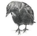 jackdaw.jpg